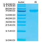 Human Siglec-9 Protein (SIG-HM419)
