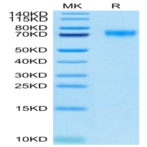 Biotinylated Human Siglec-9 Protein (SIG-HM419B)