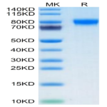 Biotinylated Human Siglec-4a/MAG Protein (SIG-HM44AB)