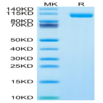 Biotinylated Human Siglec-10 Protein (SIG-HM510B)