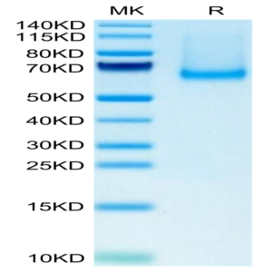 Mouse Siglec-5/CD170 Protein (SIG-MM105)