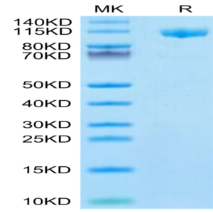 Mouse Siglec-2/CD22 Protein (SIG-MM122)