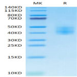 Cynomolgus SLAMF6/NTB-A Protein (SLA-CM1F6)