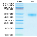 Human CD48/SLAMF2 Protein (SLA-HM148)