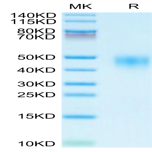 Human CD48/SLAMF2 Protein (SLA-HM148)