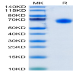 Human CD48/SLAMF2 Protein (SLA-HM2MF)