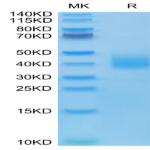 Human SLAMF6/NTB-A Protein (SLA-HM4F6)