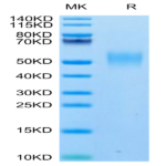 Biotinylated Human SLAMF1/SLAM/CD150 Protein (SLA-HM4MFB)