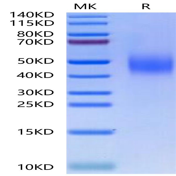 Mouse SLAMF6/NTB-A Protein (SLA-MM1F6)