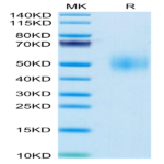 Mouse SLAMF1/SLAM/CD150 Protein (SLA-MM1MF)
