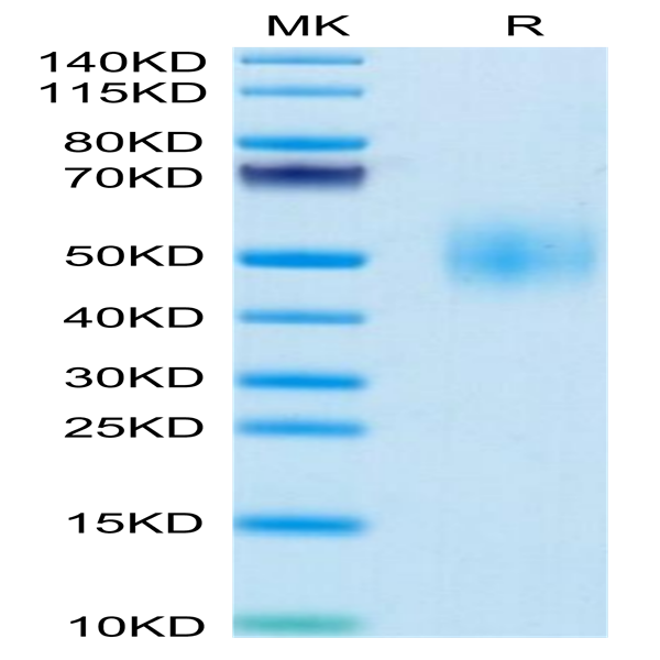 Mouse SLAMF1/SLAM/CD150 Protein (SLA-MM1MF)