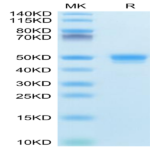 Mouse CD48/SLAMF2 Protein (SLA-MM248)