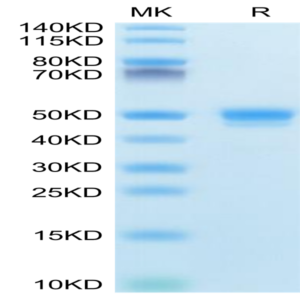 Mouse CD48/SLAMF2 Protein (SLA-MM248)