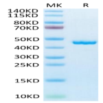 Mouse SLPI Protein (SLP-MM201)