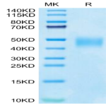Cynomolgus SLAMF7/CRACC/CD319 Protein (SMF-CM107)