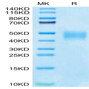 Cynomolgus SLAMF7/CRACC/CD319 Protein (SMF-CM107)