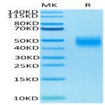 Biotinylated Human SLAMF7/CRACC/CD319 Protein (SMF-HM407B)
