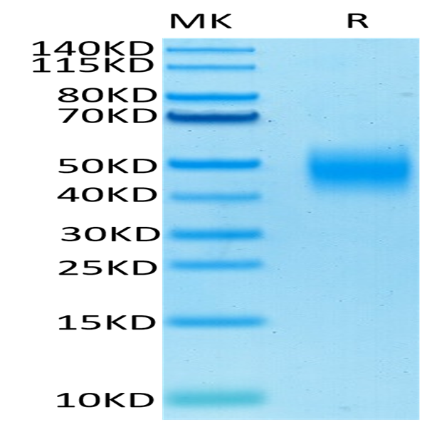 Biotinylated Human SLAMF7/CRACC/CD319 Protein (SMF-HM407B)