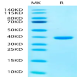 Human SMR3B Protein (SMR-HM33B)
