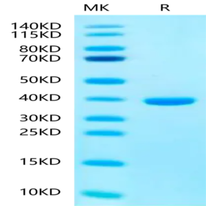 Human SMR3B Protein (SMR-HM33B)