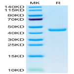 Mouse SPARC Protein (SPA-MM101)