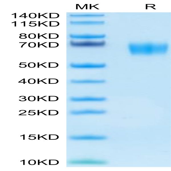 Human SERPINF2/A2AP Protein (SPF-HM101)