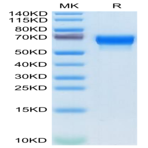 Mouse SERPINF2/A2AP Protein (SPF-MM101)