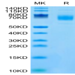 Mouse CSPG5 Protein (SPG-MM105)