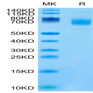 Mouse CSPG5 Protein (SPG-MM105)