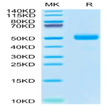 Cynomolgus SPP1/OPN Protein (SPP-CM101)