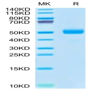 Cynomolgus SPP1/OPN Protein (SPP-CM101)