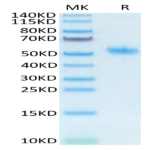 Mouse SPP1/OPN Protein (SPP-MM101)