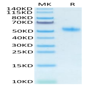Mouse SPP1/OPN Protein (SPP-MM101)