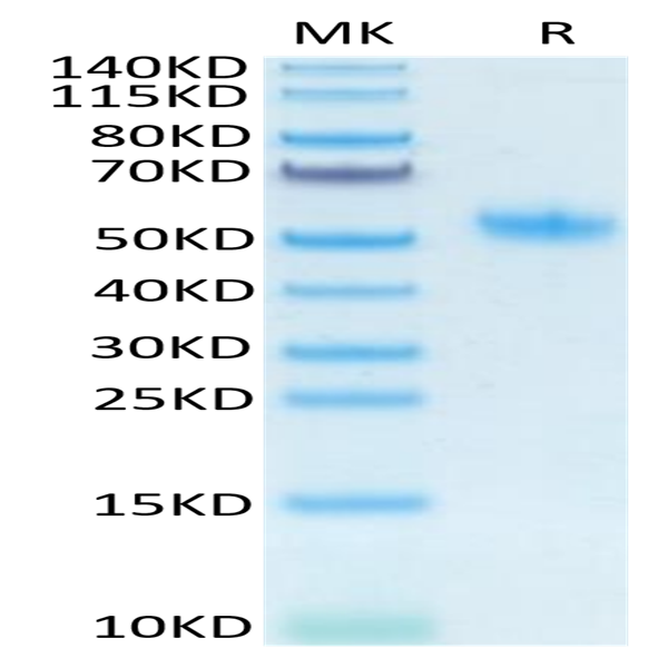 Mouse SPP1/OPN Protein (SPP-MM101)