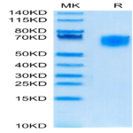 Cynomolgus SIRP alpha/CD172a Protein (SRP-CM172)