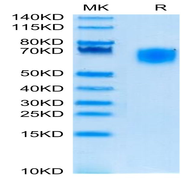 Cynomolgus SIRP alpha/CD172a Protein (SRP-CM172)