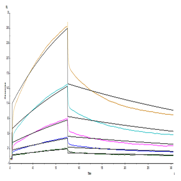Human SIRP alpha/CD172a Protein (SRP-HM172) Human SIRP alpha/CD172a Protein (SRP-HM172)