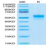 Human SIRP alpha/CD172a Protein (SRP-HM172)