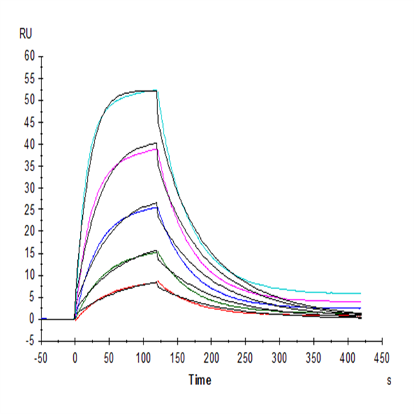 Human SIRP alpha V2/CD172a Protein (SRP-HM1V2) Human SIRP alpha V2/CD172a Protein (SRP-HM1V2)