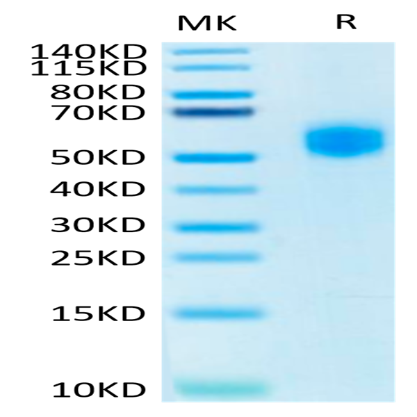 Human SIRP alpha V2/CD172a Protein (SRP-HM1V2)