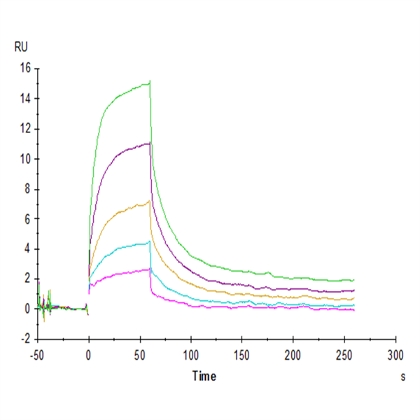 Human SIRP alpha/CD172a Protein (SRP-HM272) Human SIRP alpha/CD172a Protein (SRP-HM272)
