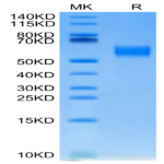 Biotinylated Human SIRP Beta/CD172b Protein (SRP-HM40BB)