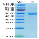 Human SIRP Gamma/CD172g Protein (SRP-HM40G)