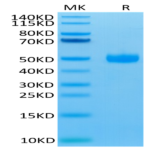 Biotinylated Human SIRP gamma/CD172g Protein (SRP-HM40GB)