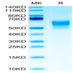 Biotinylated Human SIRP Beta 1 Isoform 3 Protein (SRP-HM4BLB)