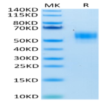 Human SIRP alpha V3 Protein (SRP-HM4V3)