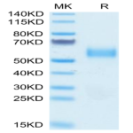 Biotinylated Human SIRP alpha V3 Protein (SRP-HM4V3B)