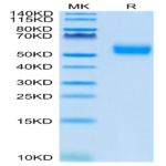 Biotinylated Human SIRP alpha V4 Protein (SRP-HM4V4B)