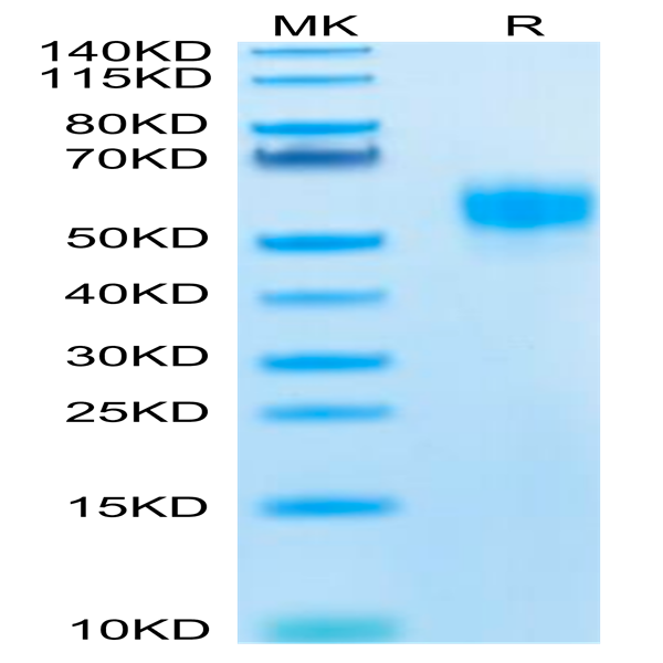 Human SIRP alpha V5 Protein (SRP-HM4V5)