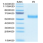 Biotinylated Human SIRP alpha V5 Protein (SRP-HM4V5B)